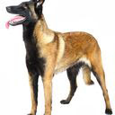 Belgian Malinois Themes & New Tab