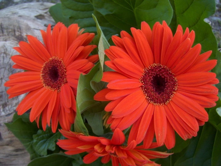 GERBERA di danielalupi