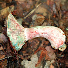 Lactarius Mushroom