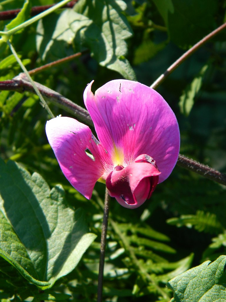 Everlasting-Pea