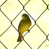 Female Painted bunting