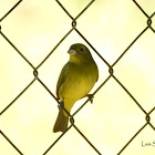 Female Painted bunting