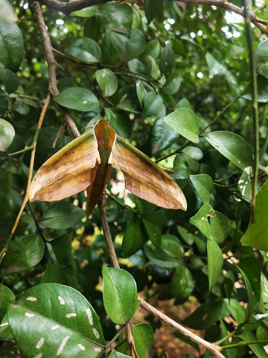 yam hawk moth ♀️