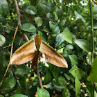 yam hawk moth ♀️