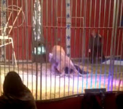 Families scream in horror as circus lion attacks his tamer during show. Picture Credit: Sevda Binici VIA Facebook.