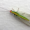 Green Lacewing