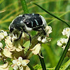 Texas flower scarab