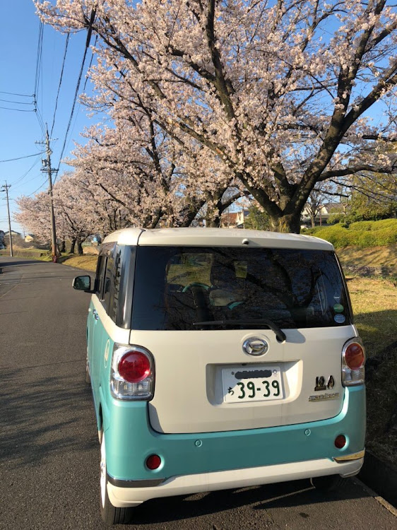 ムーヴキャンバスの初音ミクキャンバス・初音ミク・桜・桜と愛車・サクラコラボに関するカスタム事例の投稿画像2枚目