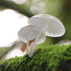 Porcelain fungus