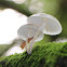 Porcelain fungus