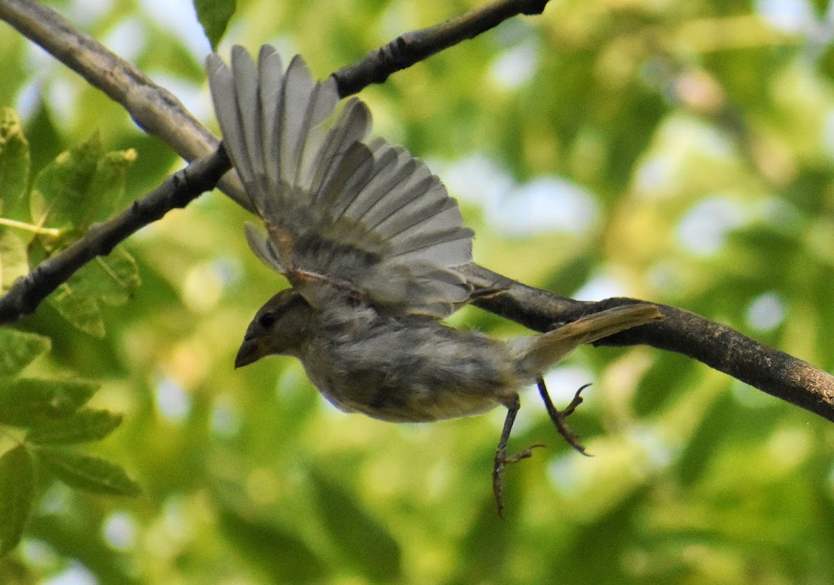 House sparrow (female)