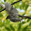 House sparrow (female)