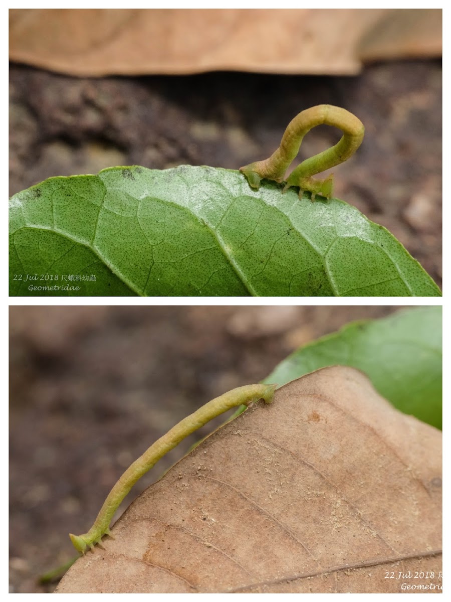 Geometridae 尺蛾科幼蟲