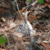 Pigmy Rattlesnake