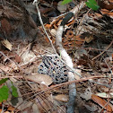 Pigmy Rattlesnake