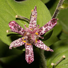 Toad lily