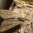 Mythimna unipuncta (armyworm moth)