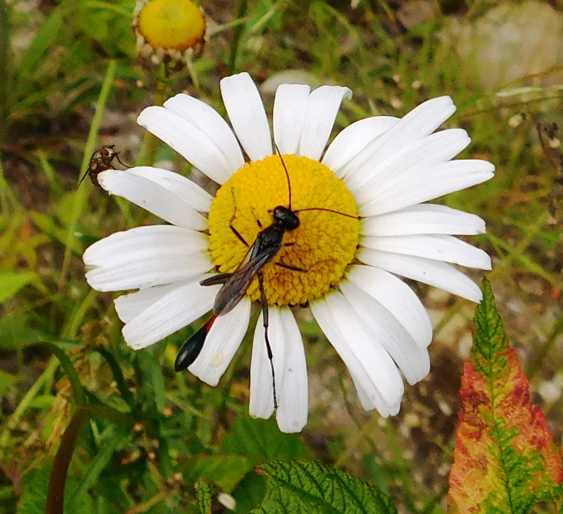 Thread-waisted Wasp