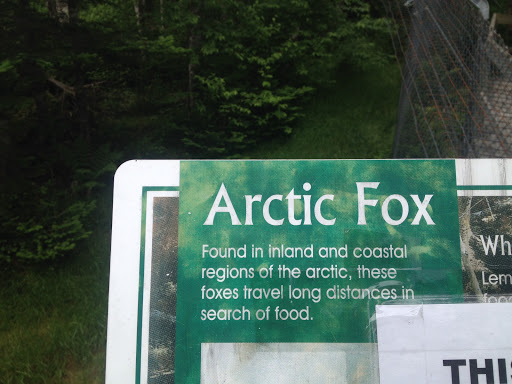 Arctic Fox Exhibit 