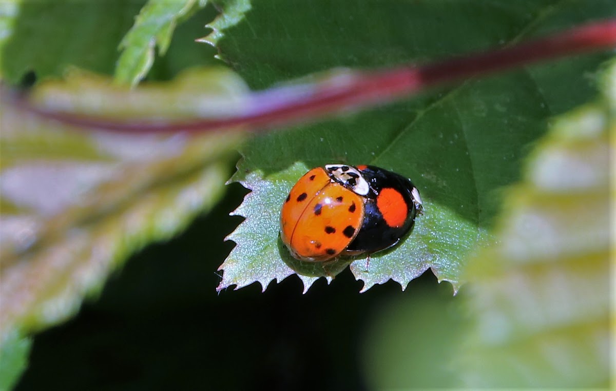 Harlequin Ladybird