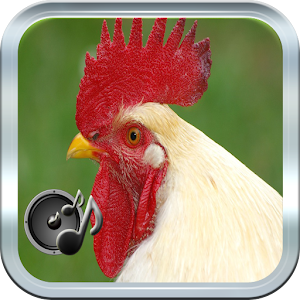 Download Rooster Sound For PC Windows and Mac