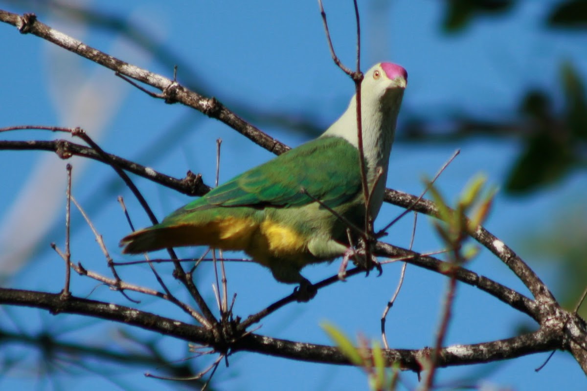 Crimson Crowned Fruit Dove