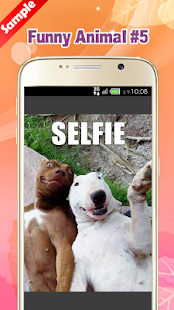 Funny Animal Pictures(圖6)-速報App