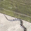 Eastern Milksnake