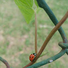 ladybug