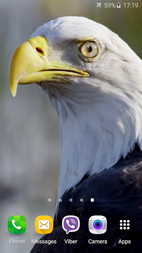 Eagle 3D Video Live Wallpaper