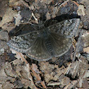 Juvenal's Duskywing