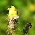 Goldfinch