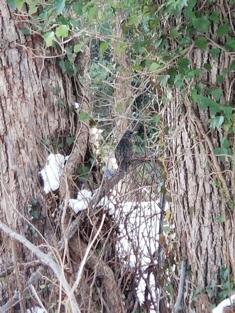 European Starling