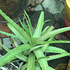 Aloe vera