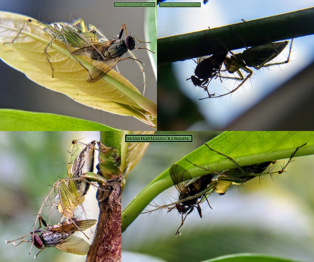 Striped lynx spider & Housefly