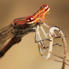 Black-winged Bambootail