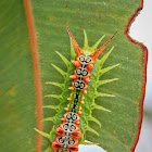 Four-spotted Cup Moth Caterpillar