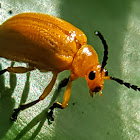 Golden Leaf Beetle  大黃葉蚤