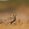 Sykes's Nightjar