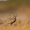 Sykes's Nightjar