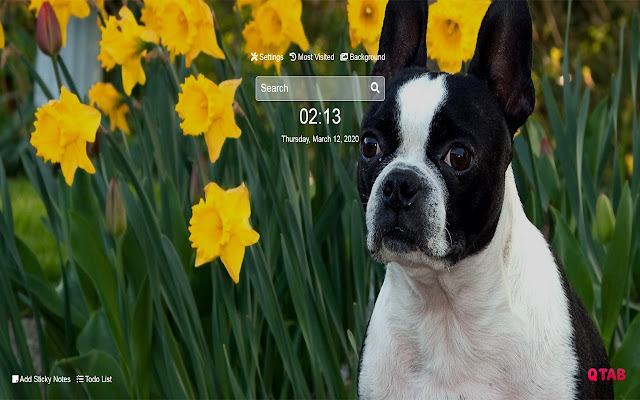 Boston Terrier Wallpapers New Tab HD