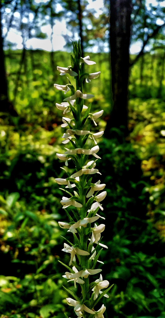 White Bog Orchid