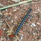 Yellow-spoted millipede