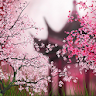 Sakura Live Wallpaper icon