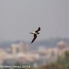 Collared Pratincole; Canastera