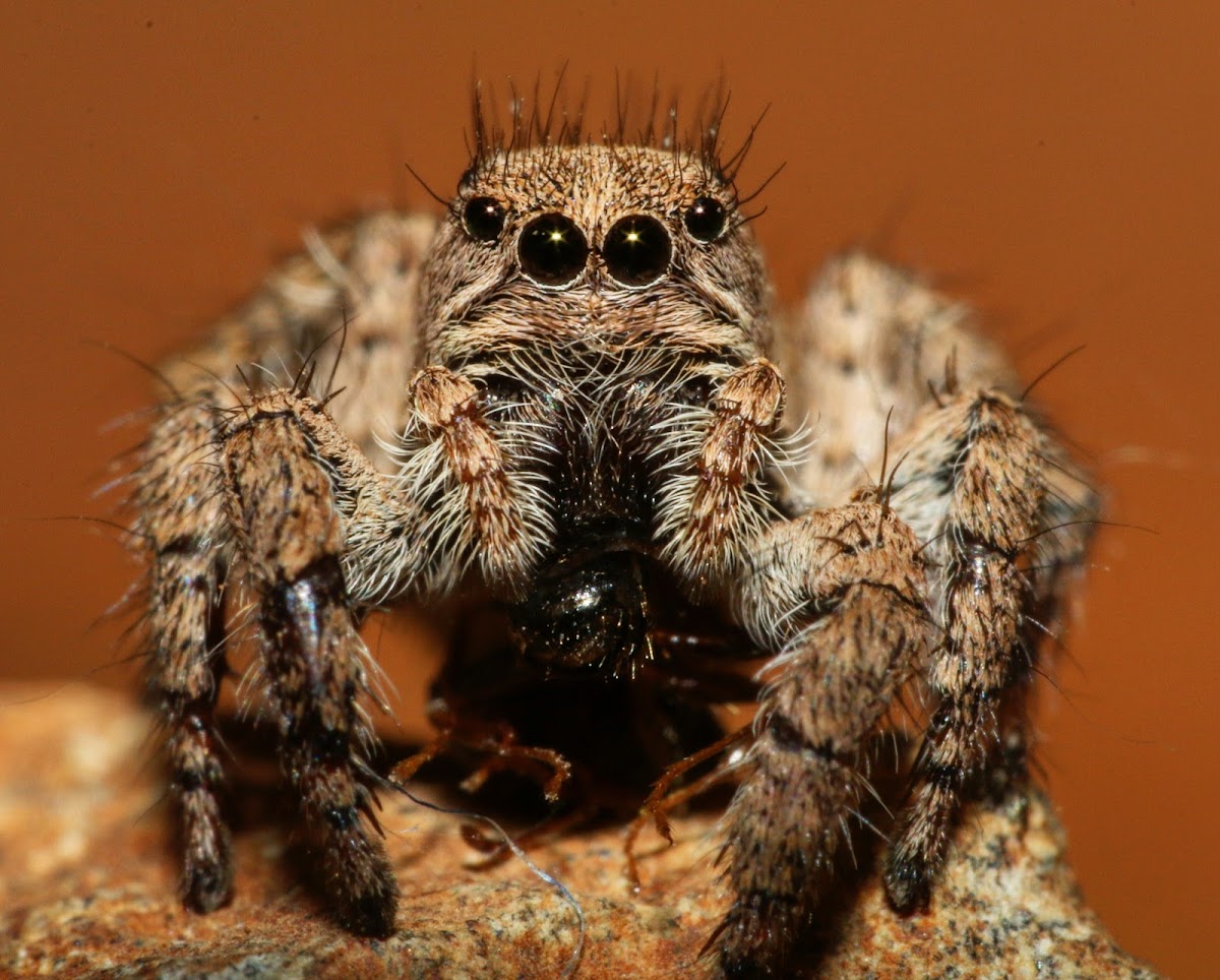 Langona Jumping Spider