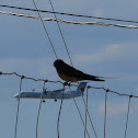 Barn Swallow (Female)