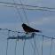 Barn Swallow (Female)