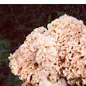 Cauliflower mushroom