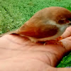 Yellow Eyed Babbler